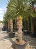 Hanfpalme Trachycarpus Fortunei Stammlänge ca. 130-150 cm Produktbild-Vorschau 4