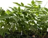 Glicynia (Wisteria) chińska Alba 2L Podgląd zdjęcia produktu 10
