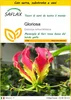 SAFLAX Insieme di coltivazione - Gloriosa - 15 semi - Anteprima dell’immagine prodotto 1