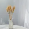 Distel - (Dipsacus) - Gebleichte Produktbild-Vorschau 6