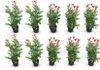 10x Kirschlorbeer On Fire 60-80 cm  - Roter Austrieb - Produktbild-Vorschau 1