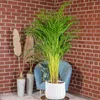 Goldfruchtpalme - pflegeleichte Zimmerpflanze, Areca Dypsis Produktbild-Vorschau 2