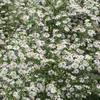 6 x Myrthen Aster 'Erlköni'g - Aster ericoides 'Erlkoenig'  Produktbild-Vorschau 2