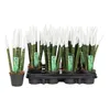 Sansevieria Cylindrica Straight – Spaghetti VELVET TOUCHZ® Podgląd zdjęcia produktu 2