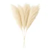 Layba Herbe de la Pampa Décoration en beige Boho Herbe de Voir les images du produit 5
