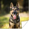 MuchoWow® Poster Ein Deutscher Schäferhund lächelt mit Produktbild-Vorschau 1