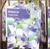 Wisteria floribunda Naga Noda 70-80 cm -  japanischer Produktbild-Vorschau 2