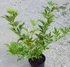 Schwarzer Holunder Haschberg Sambucus nigra großfrüchtig Produktbild-Vorschau 4