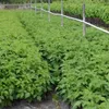 Rows of young raspberry plants in a nursery or farm field, with a white irrigation pipe running along wooden posts. Produktbild-Vorschau
