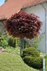 Acer platanoides Crimson Sentry Blut-Ahorn rotlaubig auf Produktbild-Vorschau 1
