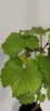 A close-up of a young grape plant with several green leaves. Náhľad obrázku produktu