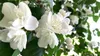 Philadelphus coronarius - Záhradný jazmín 60- 80 cm - Náhľad obrázku produktu 2
