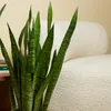 Bloomique - 2er Set - Sansevieria Zeylanica - Bogenhanf - Produktbild-Vorschau 4