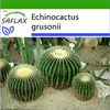 SAFLAX - židle tchyně - Echinocactus grusonii - 40 Semena - Náhled obrázku produktu 10