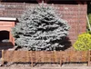 A woven willow border fence in front of a blue spruce tree and a dog house. Anteprima dell’immagine prodotto