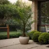 Zwergdattelpalme - Phoenix roebelenii - Höhe 80-90cm - Produktbild-Vorschau 4