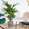 Bloomique - Howea Forsteriana - Kentia Palme - Produktbild-Vorschau 3