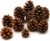 Tannenzapfen, Größe ca. 5-6cm, 1kg, ca. 50 Stk. | Pinus Produktbild-Vorschau 7