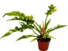 Filodendron "Ring of Fire" - niezwykly przyjaciel drzew - Podgląd zdjęcia produktu 1