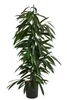 Dehner Birkenfeige, Ficus binnendijkii Amstel King, in Produktbild-Vorschau 1