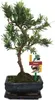 Bonsai cis pospolity - Podocarpus macrophyllus - ok. 6 lat Podgląd zdjęcia produktu 2