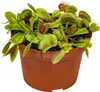 Bloomique - Dionaea Muscipula - Dionée Attrape-Mouche - Voir les images du produit 1
