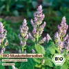 Samenliebe  Muskatellersalbei Samen | Heilpflanze - Produktbild-Vorschau 4