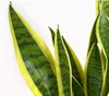 Dehner Bogenhanf Laurentii, Sansevieria trifasciata, Produktbild-Vorschau 3