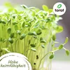 Toraf Gemüsesamen Set XXL, 500 Samen, 12 Sorten, für Garten Produktbild-Vorschau 7