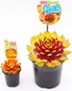 BALDUR-Garten 1x Sempervivum Giants 'Gold Mine', Pflanze im Produktbild-Vorschau 3
