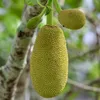 Tjampedak (Artocarpus integer)  – 1 kus Náhled obrázku produktu 1