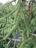 Picea orientalis Aurea - Orientalische Goldfichte - 80-100 Produktbild-Vorschau 4