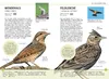 Gartenvögel lebensgroß Produktbild-Vorschau 4