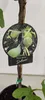 A tag attached to a young fig tree, showing a picture of ripe figs and the plant's scientific name and cultivar. Náhľad obrázku produktu