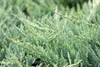 Juniperus horizontalis 'Blue Chip', Kriech-Wacholder, Produktbild-Vorschau 3