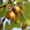 Żółte Kiwi - Actinidia deliciosa Golden Kiwi - Żółty owoc | Podgląd zdjęcia produktu 6