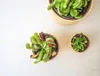 Gardners Dionaea, průměr 9 cm Náhled obrázku produktu 5