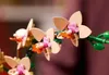 LEGO Botanicals Mini-Orchidee - Bauset für Erwachsene - Produktbild-Vorschau 15