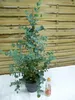 [Palmenlager] Eukalyptus Gunni "Blue Ice" 100 cm - Topf 23 Produktbild-Vorschau 2