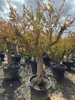 Several potted trees are lined up outdoors under a cloudy sky. Produktbild-Vorschau