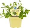 Ananas-Minze- Mentha suaveolens variegata - Kräuterpflanze Produktbild-Vorschau 5