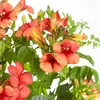Bloomique - Zestaw 2 szt. - Campsis Radicans Flamengo - Podgląd zdjęcia produktu 3