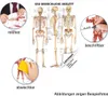 Das menschliche Skelett Mini-Poster Anatomie 34x24 cm Produktbild-Vorschau 2