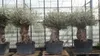 uriger, alter Olivenbaum, knorrige Olive 100 Jahre, Produktbild-Vorschau 1