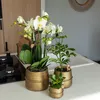 Kolibri Greens | Groene Pflanze - Sukkulente Crassula Ovata Produktbild-Vorschau 2