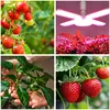 Žiarovka Rastová lampa LED PLANTY E27 40W osvetlenie Náhľad obrázku produktu 3