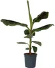 Bananaier nain - Musa 'Dwarf Cavendish' - Hauteur 90-100cm Voir les images du produit 1