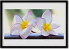 Bild 70x50 MDF-Rahmen Wandkunst Plumeria Blütenblätter Produktbild-Vorschau 1
