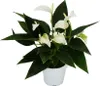 Anthurium andreanum Baby Anthurium mini rastlina 7cm hrniec Náhľad obrázku produktu 1