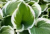 Stauden Gänge 3 x Hosta x fortunei 'Patriot' im 1 Liter Produktbild-Vorschau 3